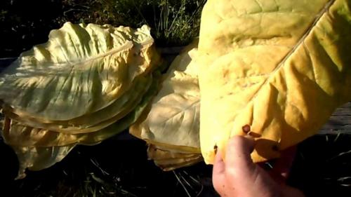 Определение спелости и выжелчивание табачного листа. Выжелчивание (томление) табака