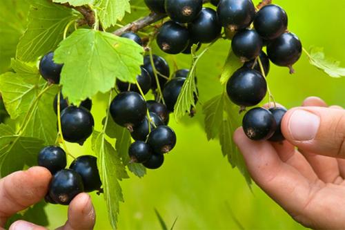 Смородина петербурженка. Сорта с крупными ягодами