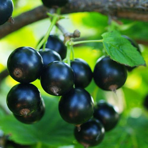 Иммунные сорта смородины. Лучшие сорта черной смородины по разным критериям