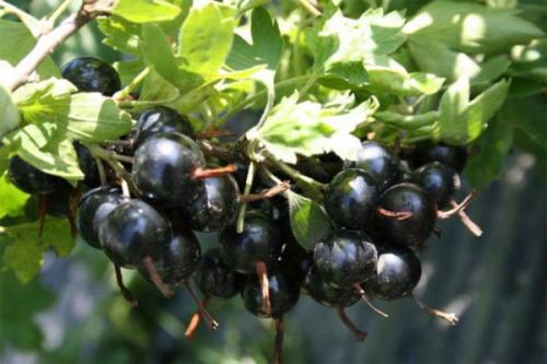 Смородина петербурженка. Сорта с крупными ягодами