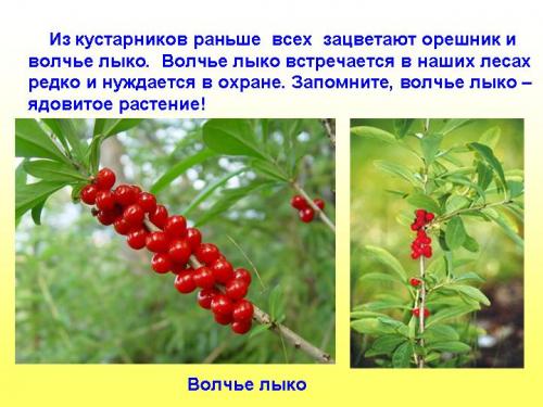 Волчье лыко краткое описание. Волчье лыко, виды, свойства. Симптомы отравления