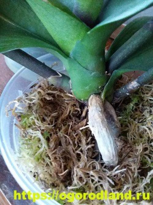 Как ухаживать за мхом сфагнум. Как использовать живой мох сфагнум в выращивании орхидей