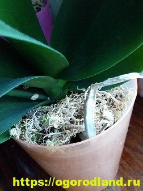 Как ухаживать за мхом сфагнум. Как использовать живой мох сфагнум в выращивании орхидей