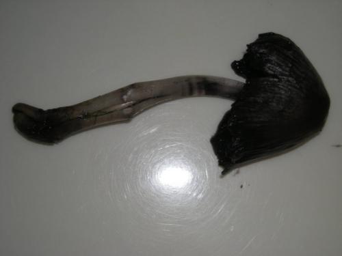 Чёрный груздь съедобный или нет. Черный груздь — основные характеристики, время сбора, распространение, блюда + 83 фото