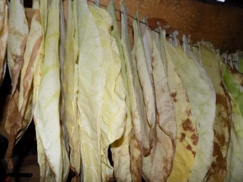 Когда убирать самосад. Сбор и сушка табака в домашних условиях