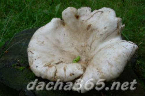 Белый груздь. Белый 