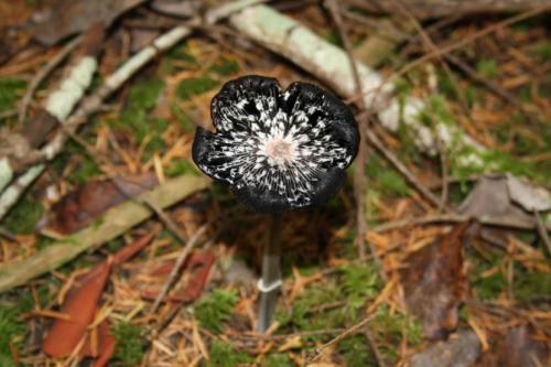 Чёрный груздь съедобный или нет. Черный груздь — основные характеристики, время сбора, распространение, блюда + 83 фото