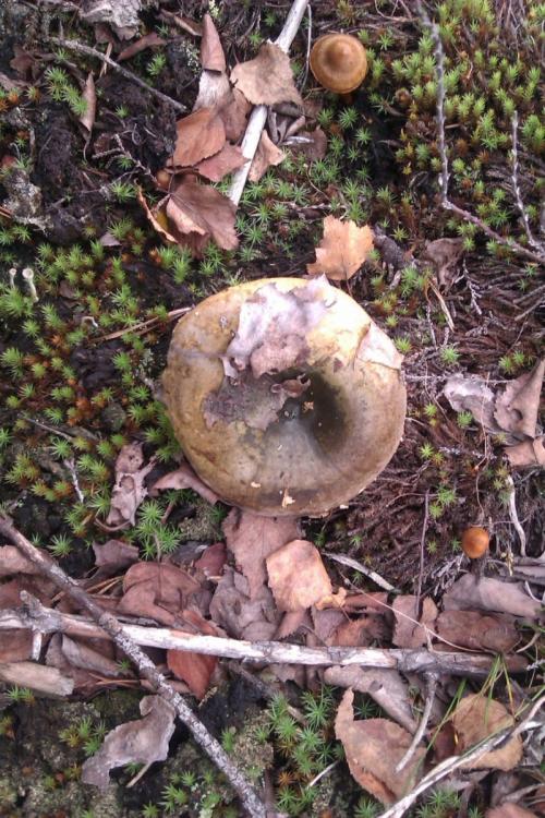 Чёрный груздь съедобный или нет. Черный груздь — основные характеристики, время сбора, распространение, блюда + 83 фото