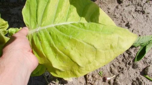 Когда убирать самосад. Сбор и сушка табака в домашних условиях