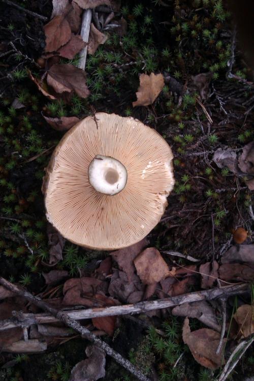 Чёрный груздь съедобный или нет. Черный груздь — основные характеристики, время сбора, распространение, блюда + 83 фото