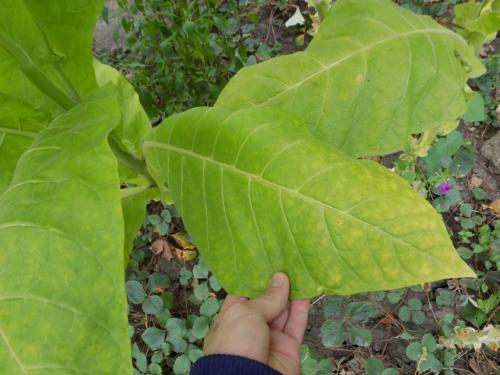 Когда убирать самосад. Сбор и сушка табака в домашних условиях