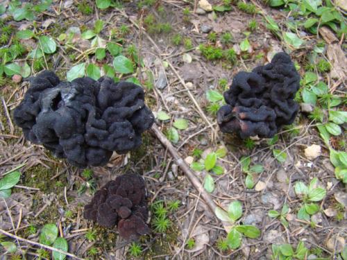 Чёрный груздь съедобный или нет. Черный груздь — основные характеристики, время сбора, распространение, блюда + 83 фото