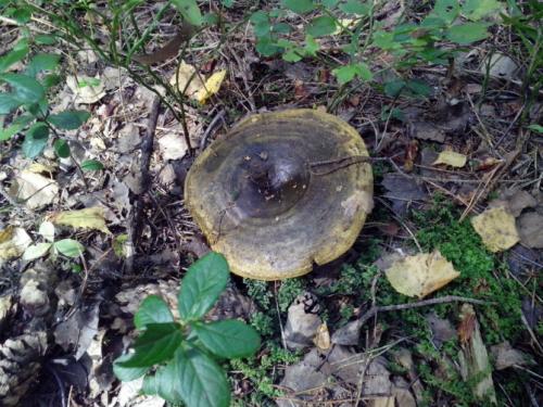 Чёрный груздь съедобный или нет. Черный груздь — основные характеристики, время сбора, распространение, блюда + 83 фото