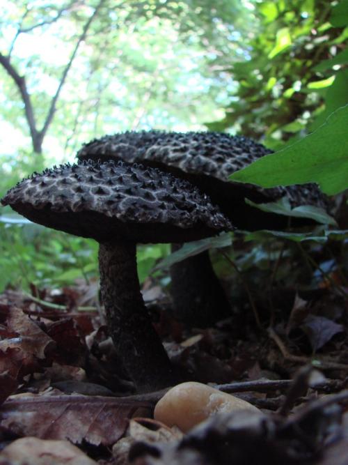 Чёрный груздь съедобный или нет. Черный груздь — основные характеристики, время сбора, распространение, блюда + 83 фото