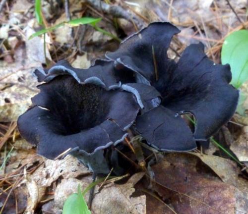 Чёрный груздь съедобный или нет. Черный груздь — основные характеристики, время сбора, распространение, блюда + 83 фото