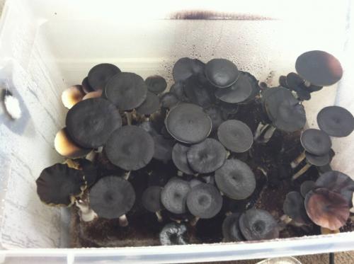 Чёрный груздь съедобный или нет. Черный груздь — основные характеристики, время сбора, распространение, блюда + 83 фото