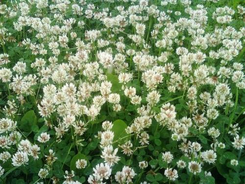 Клевер белый или ползучий. Клевер белый ползучий 01