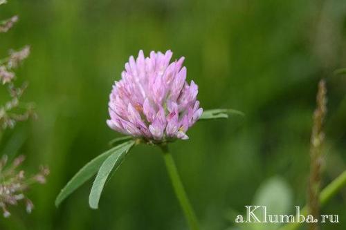 Клевер ползучий тип корневой системы. Народные рецепты с клевером