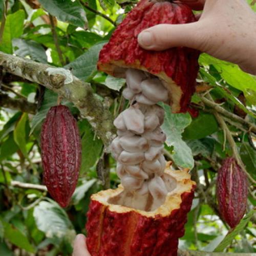 Какао дома дерево. Как выглядят цветы, плоды и семена шоколадного дерева, какао (с фото) 03