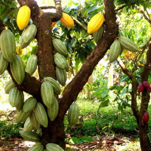 Какао дома дерево. Как выглядят цветы, плоды и семена шоколадного дерева, какао (с фото) 04