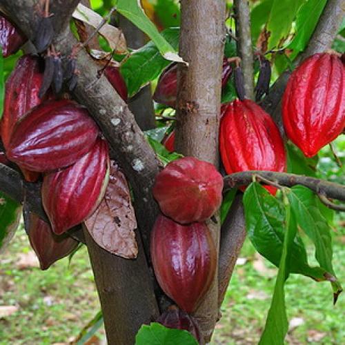 Какао дома дерево. Как выглядят цветы, плоды и семена шоколадного дерева, какао (с фото) 02