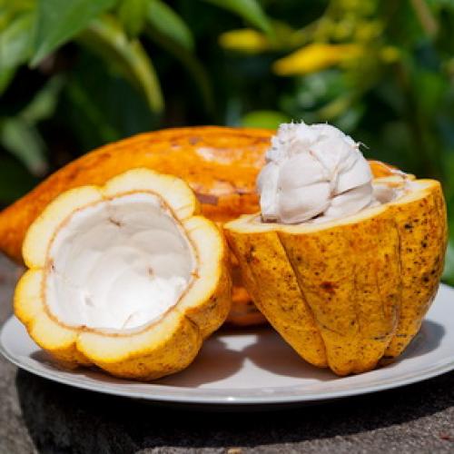 Какао дома дерево. Как выглядят цветы, плоды и семена шоколадного дерева, какао (с фото) 06