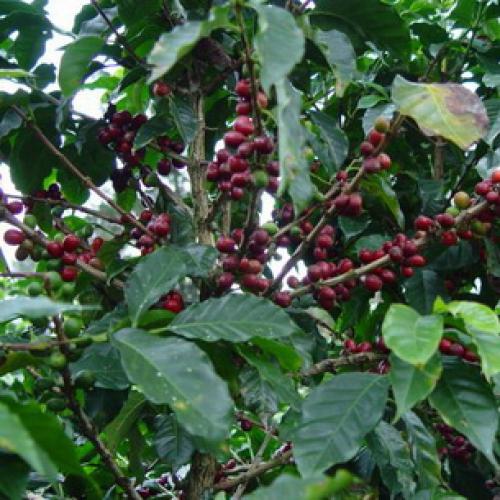 Какао дома дерево. Как выглядят цветы, плоды и семена шоколадного дерева, какао (с фото) 01