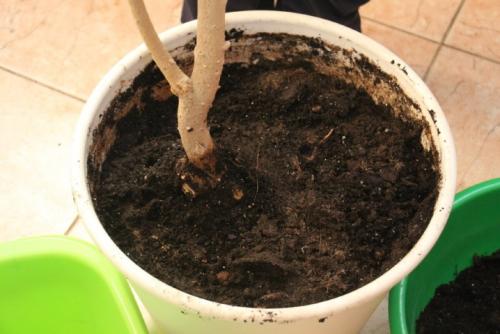 Чернослив, как посадить. Слива «Чернослив»: отличительные черты и достоинства 08