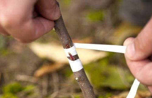 Как вырастить чернослив из косточки. Как вырастить сливу из косточки в саду