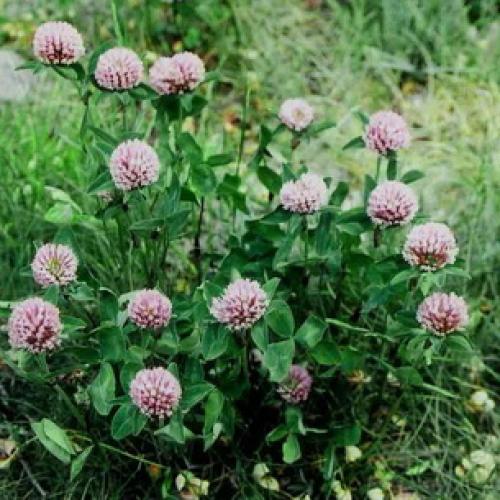 Описание клевера лугового по морфологическому критерию. Клевер луговой или красный 11 Описание клевера лугового по морфологическому критерию. Клевер луговой или красный 11