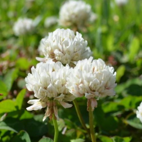 Описание клевера лугового по морфологическому критерию. Клевер луговой или красный 09 Описание клевера лугового по морфологическому критерию. Клевер луговой или красный 09