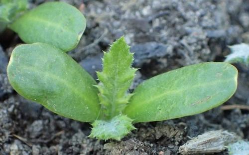 Мордовник шароголовый применение в медицине. Мордовник шароголовый, как медонос