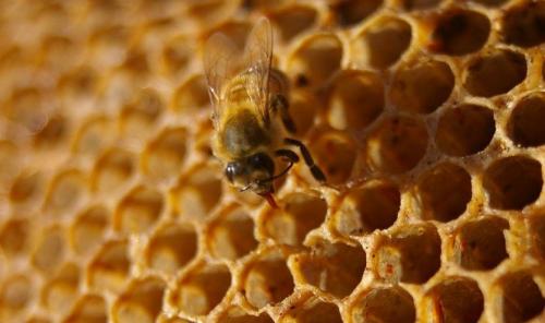 Мордовник шароголовый применение в медицине. Мордовник шароголовый, как медонос