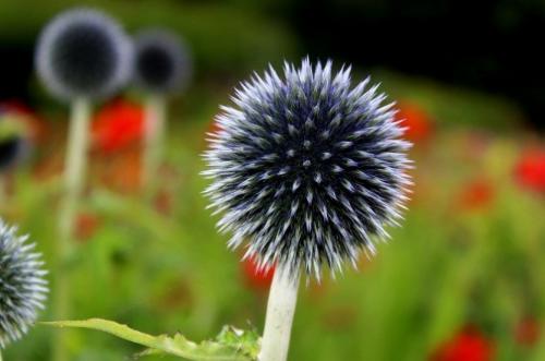 Мордовник шароголовый применение в медицине. Мордовник шароголовый, как медонос