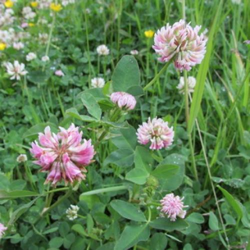 Клевер ползучий или белый. Клевер белый ползучий 08 Клевер ползучий или белый. Клевер белый ползучий 08