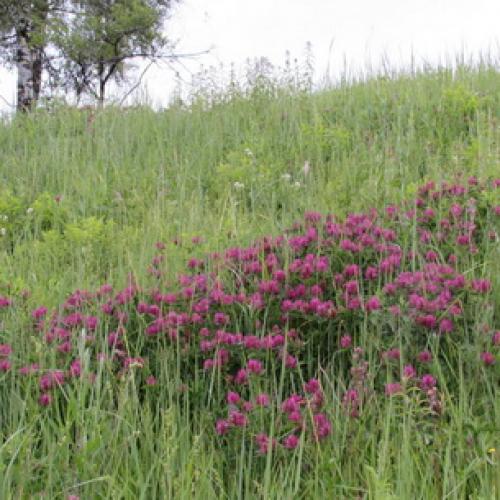 Клевер ползучий или белый. Клевер белый ползучий 07 Клевер ползучий или белый. Клевер белый ползучий 07