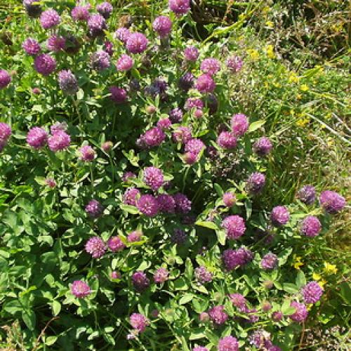 Клевер ползучий или белый. Клевер белый ползучий 14 Клевер ползучий или белый. Клевер белый ползучий 14