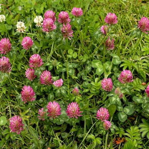 Клевер ползучий или белый. Клевер белый ползучий 05 Клевер ползучий или белый. Клевер белый ползучий 05