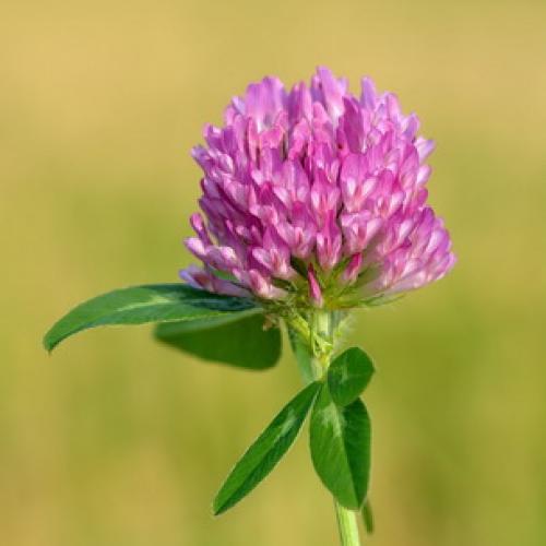 Клевер ползучий или белый. Клевер белый ползучий 12 Клевер ползучий или белый. Клевер белый ползучий 12