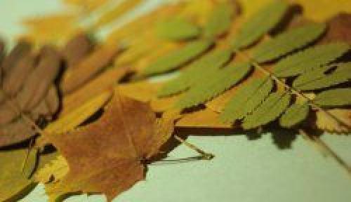 Дубовые листья для чая: как сушить и пить зимой 17 Дубовые листья для чая: как сушить и пить зимой 17