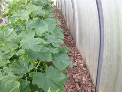 Можно ли применять дубовые листья в теплице или парнике. Мульчируем опавшей листвой грядки в теплице и получаем мощные огурцы и помидоры