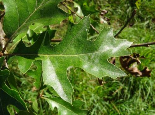 Можно ли давать отвар из листьев дуба детям. Дуб обыкновенный – польза и вред для организма. Лечебные свойства коры, листьев и желудей