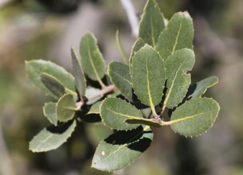 Какие полезные свойства дубовых листьев делают их подходящими для чая. Дуб обыкновенный – польза и вред для организма. Лечебные свойства коры, листьев и желудей