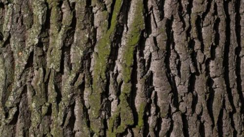 Какие культурные или традиционные использования чая из коры дуба существуют. Кора дуба: лечебные свойства и противопоказания