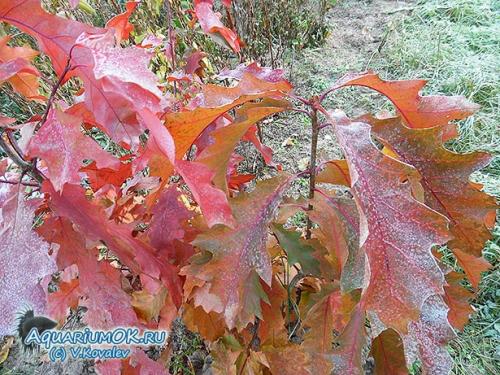 Дубовые листья для чая: как сушить и пить зимой 15 Дубовые листья для чая: как сушить и пить зимой 15