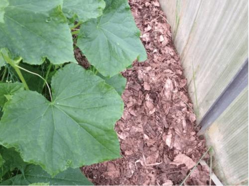 Можно ли применять дубовые листья в теплице или парнике. Мульчируем опавшей листвой грядки в теплице и получаем мощные огурцы и помидоры