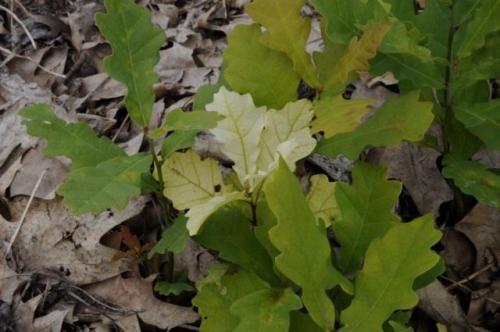 Можно ли использовать Дуб для профилактики заболеваний, и если да то как. Уход за сеянцами дуба