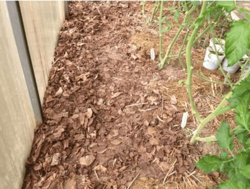 Можно ли применять дубовые листья в теплице или парнике. Мульчируем опавшей листвой грядки в теплице и получаем мощные огурцы и помидоры