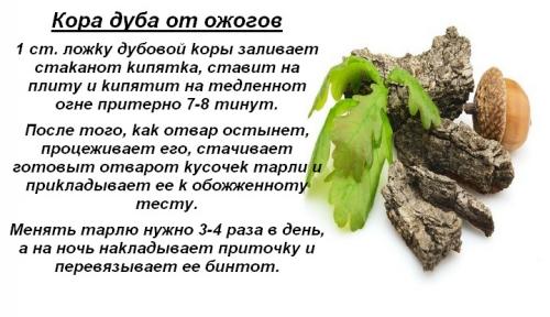 Какие народные средства с дубовой корой помогают при кожных заболеваниях. От чего помогает кора дуба и при каких болезнях применяется