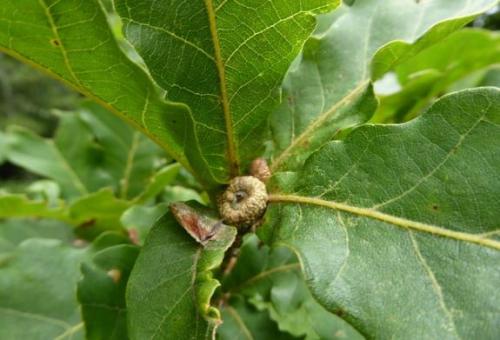 Можно ли давать отвар из листьев дуба детям. Дуб обыкновенный – польза и вред для организма. Лечебные свойства коры, листьев и желудей